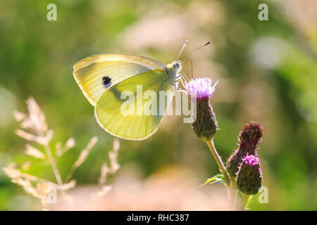 Kleine weiße (Pieris rapae) Schmetterling Fütterung Nektar aus einer lila Distel Blume in einem Wald an einem sonnigen Sommertag Stockfoto