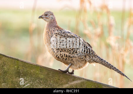 Weibliche Fasan Phasianus colchicus Henne auf einem Holzzaun auf Ackerland in der frühen Morgensonne posing Stockfoto