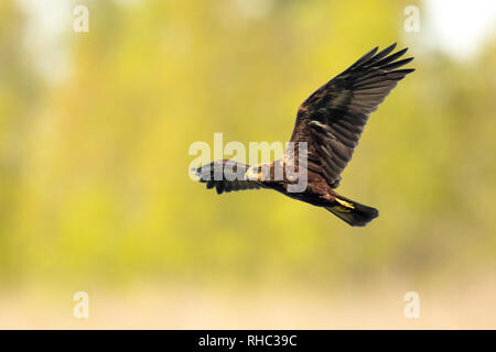 Weibliche Western Rohrweihe, Circus aeruginosus, greifvogel im Flug Suchen und Jagen über einem Feld Stockfoto