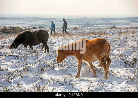 Swansea, Großbritannien. 01 Feb, 2019. Pferde im Schnee auf der Spitze des Cefn Bryn in der Nähe von reynoldston auf der Halbinsel Gower in der Nähe von Swansea heute Nachmittag nach der Gegend war bedeckt mit Schnee. Credit: Phil Rees/Alamy leben Nachrichten Stockfoto