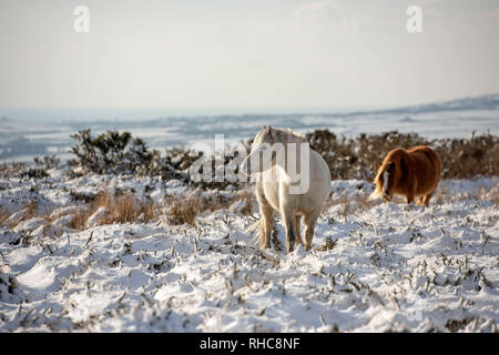 Swansea, Großbritannien. 01 Feb, 2019. Pferde im Schnee auf der Spitze des Cefn Bryn in der Nähe von reynoldston auf der Halbinsel Gower in der Nähe von Swansea heute Nachmittag nach der Gegend war bedeckt mit Schnee. Credit: Phil Rees/Alamy leben Nachrichten Stockfoto