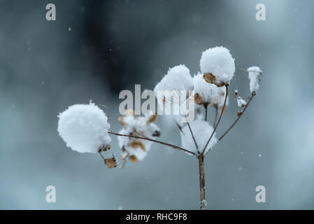 Blizzard Bedingungen mit einer dicken Schneedecke Stourhead Gardens in Wiltshire, Großbritannien Stockfoto