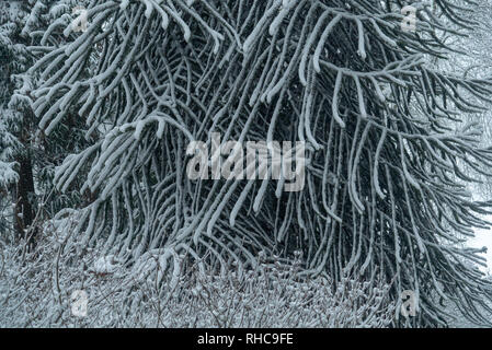 Blizzard Bedingungen mit einer dicken Schneedecke Stourhead Gardens in Wiltshire, Großbritannien Stockfoto