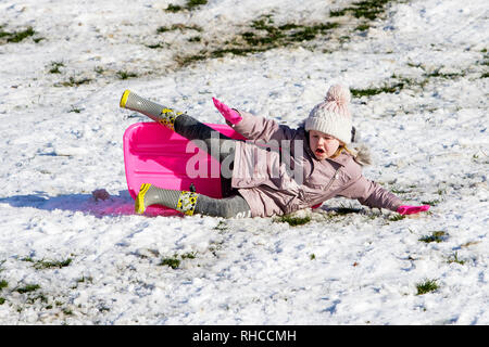 Chippenham, Wiltshire, UK. 2. Februar, 2019. Ein junges Mädchen, genießen Sie den Schnee, bevor es taut ist dargestellt in einem lokalen Park in Chippenham, wie Sie fällt Ihr Schlitten. Credit: Lynchpics/Alamy leben Nachrichten Stockfoto