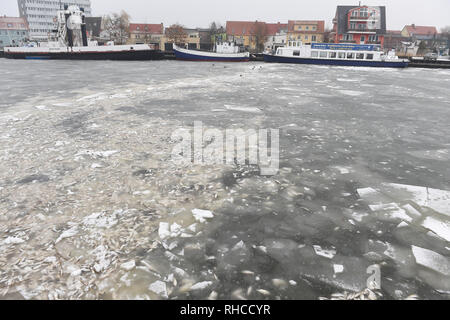 Wolgast, Deutschland. 02 Feb, 2019. Tote Fische liegen in das Eis im Hafen der Stadt Wolgast. Die Ursache für den Tod von Tausenden von Fischen ist vermutlich leer pumpen von lange ungenutzte dock Ausstattung einer Werft. Quelle: Stefan Sauer/dpa-Zentralbild/dpa/Alamy leben Nachrichten Stockfoto