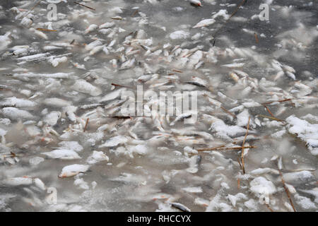 Wolgast, Deutschland. 02 Feb, 2019. Tote Fische liegen in das Eis im Hafen der Stadt Wolgast. Die Ursache für den Tod von Tausenden von Fischen ist vermutlich leer pumpen von lange ungenutzte dock Ausstattung einer Werft. Quelle: Stefan Sauer/dpa-Zentralbild/dpa/Alamy leben Nachrichten Stockfoto