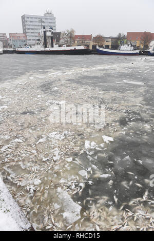 Wolgast, Deutschland. 02 Feb, 2019. Tote Fische liegen in das Eis im Hafen der Stadt Wolgast. Die Ursache für den Tod von Tausenden von Fischen ist vermutlich leer pumpen von lange ungenutzte dock Ausstattung einer Werft. Quelle: Stefan Sauer/dpa-Zentralbild/dpa/Alamy leben Nachrichten Stockfoto