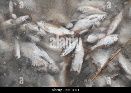 Wolgast, Deutschland. 02 Feb, 2019. Tote Fische liegen in das Eis im Hafen der Stadt Wolgast. Die Ursache für den Tod von Tausenden von Fischen ist vermutlich leer pumpen von lange ungenutzte dock Ausstattung einer Werft. Quelle: Stefan Sauer/dpa-Zentralbild/dpa/Alamy leben Nachrichten Stockfoto