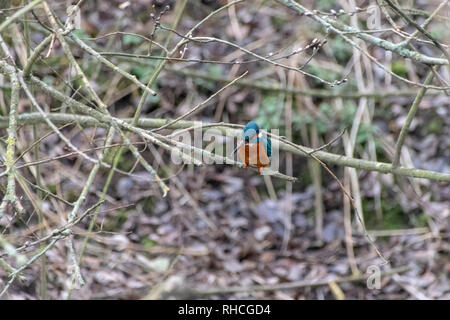 Eisvogel (Alcedo atthis) Jagen Fischen thront auf Winter Zweige. Frühe Anzeichen des Frühlings mit einige Zweige von Bäumen Knospen Stockfoto