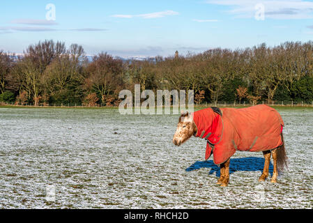 Huddersfield, West Yorkshire, England, UK. 2. Februar 2019. Decke Pferde Fütterung als Schnee fällt und die Temperaturen fallen. Carl Dickinson Alamy Live news Credit: CARL DICKINSON/Alamy leben Nachrichten Stockfoto