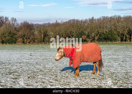 Huddersfield, West Yorkshire, England, UK. 2. Februar 2019. Decke Pferde Fütterung als Schnee fällt und die Temperaturen fallen. Carl Dickinson Alamy Live news Credit: CARL DICKINSON/Alamy leben Nachrichten Stockfoto