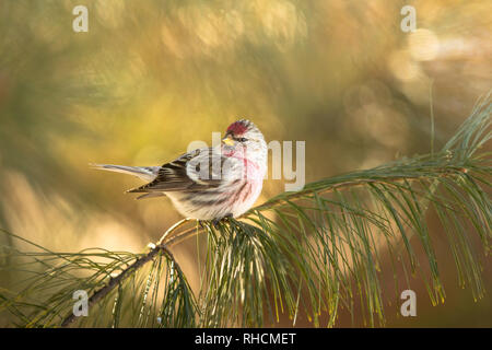 Common redpoll thront auf einem White Pine Tree Branch in Nordwisconsin. Stockfoto