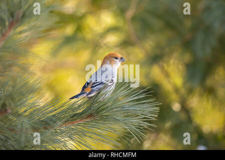 Weibliche pine Grosbeak in Nordwisconsin. Stockfoto