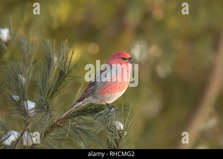 Männliche pine Grosbeak in Nordwisconsin. Stockfoto