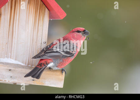 Männliche pine grosbeak auf einem Hinterhof Bird Feeder in Nordwisconsin thront. Stockfoto