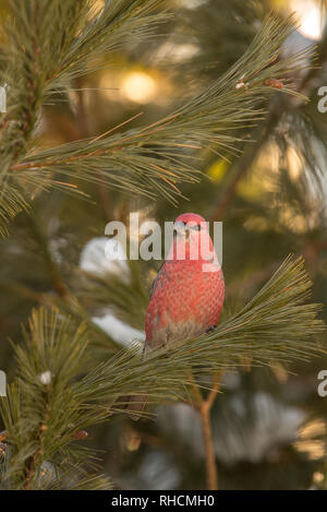 Männliche pine Grosbeak in Nordwisconsin. Stockfoto