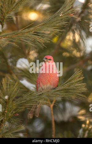 Männliche pine Grosbeak in Nordwisconsin. Stockfoto