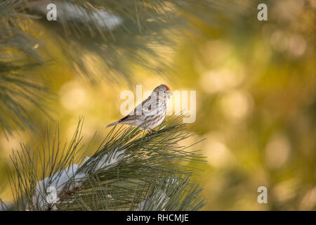 Gemeinsame redpoll Stockfoto