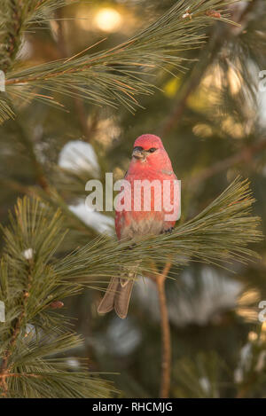 Männliche pine Grosbeak in Nordwisconsin. Stockfoto