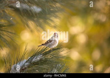 Gemeinsame redpoll Stockfoto