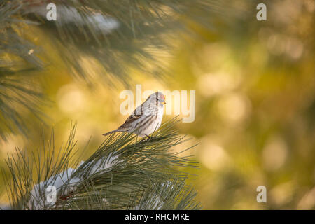 Gemeinsame redpoll Stockfoto