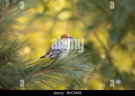 Weibliche pine Grosbeak in Nordwisconsin. Stockfoto