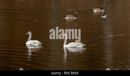 Trumpeter Schwäne und Kanada Gänse auf der Chippewa River im Norden von Wisconsin Stockfoto