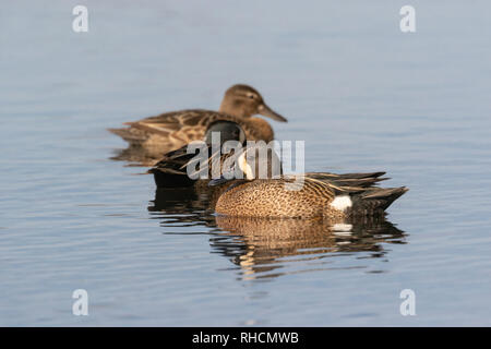 Blue-winged Teal auf einer nördlichen Wisconsin See. Stockfoto