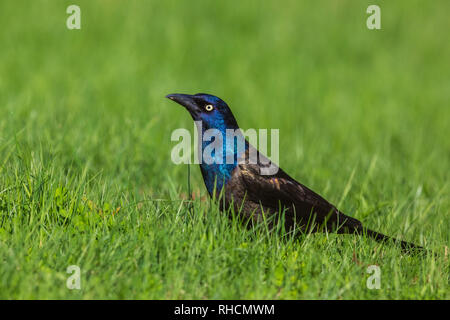 Gemeinsame grackle Stockfoto