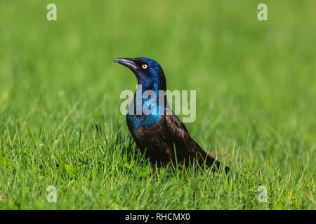 Gemeinsame grackle Stockfoto