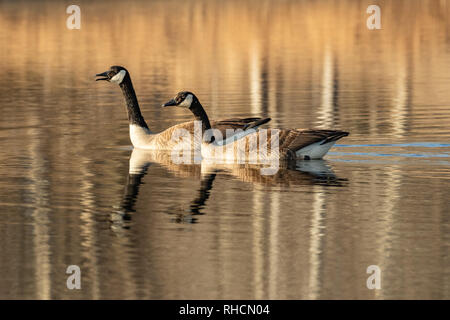 Kanada Gänse auf einem nördlichen Wisconsin See. Stockfoto