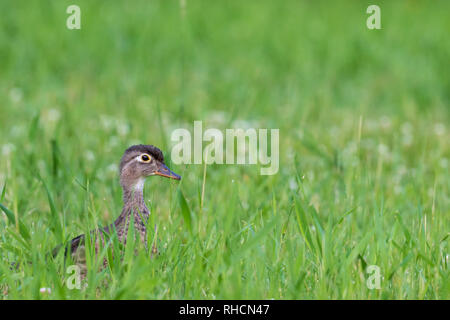 Henne Holz Ente in einer Sommerwiese. Stockfoto