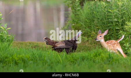 Hen Türkei Fans ihren Schwanz in einer Begegnung mit einem White-tailed fawn. Stockfoto