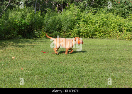 Fox red Labrador Retriever Welpen wieder mit einem orangefarbenen Trainingspuppe. Stockfoto