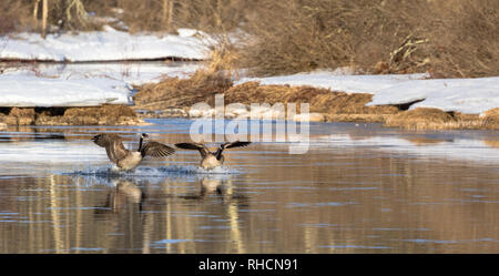 Kanada Gänse Landung auf der Chippewa River im Norden von Wisconsin. Stockfoto