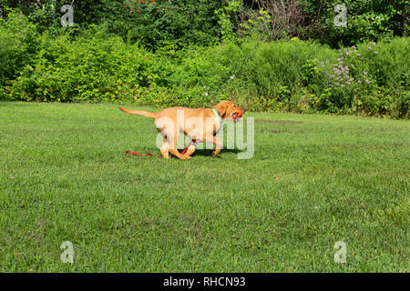 Fox red Labrador Retriever - Rückkehr mit dem Orange trainingspuppe. Stockfoto