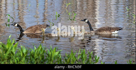 Familie von Kanada Gänse schwimmen in einem nördlichen Wisconsin See. Stockfoto