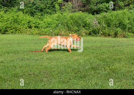 Fox red Labrador Retriever - Rückkehr mit dem Orange trainingspuppe. Stockfoto