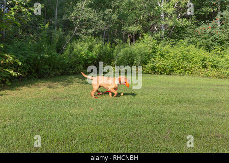 Fox red Labrador Retriever - Rückkehr mit dem Orange trainingspuppe. Stockfoto
