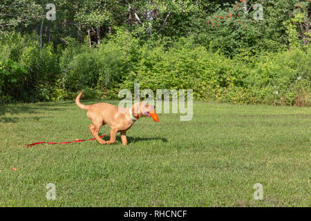 Fox red Labrador Retriever - Rückkehr mit dem Orange trainingspuppe. Stockfoto