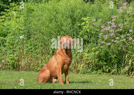 Fox red Labrador Retriever Stockfoto