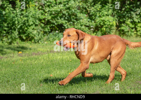 Fox red Labrador Retriever zurück mit einem orangefarbenen Trainingspuppe. Stockfoto