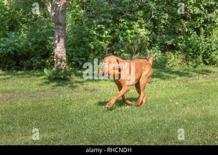 Fox red Labrador Retriever zurück mit einem orangefarbenen Trainingspuppe. Stockfoto