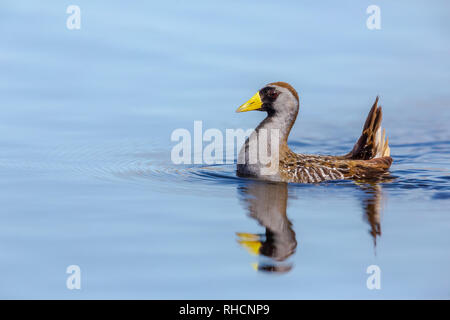 Eine Sora schwimmen im nördlichen Wisconsin See. Stockfoto