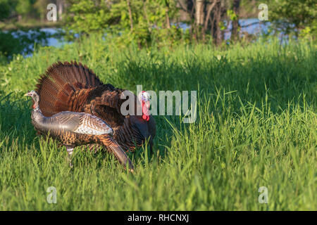 Tom Türkei Auschecken eines aufblasbaren Henne Lockvogel. Stockfoto