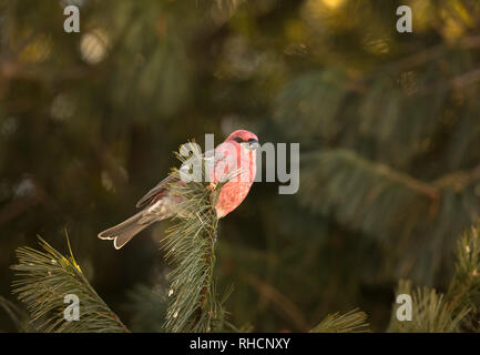 Männliche pine Grosbeak in Nordwisconsin. Stockfoto