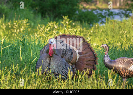 Tom Türkei Auschecken eines aufblasbaren Henne Lockvogel. Stockfoto