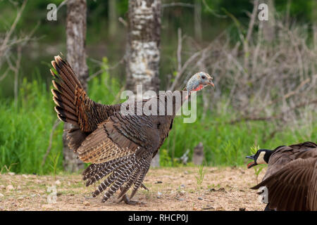 Konfrontation zwischen einer Henne die Türkei und Kanada Gans. Stockfoto