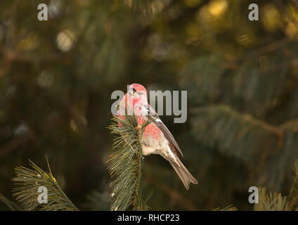 Männliche pine Grosbeak in Nordwisconsin. Stockfoto