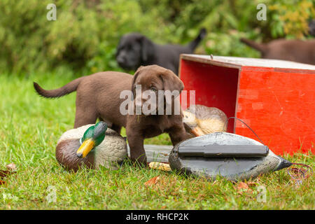 Chocolate Labrador Retriever Welpen und entelockvögel Stockfoto